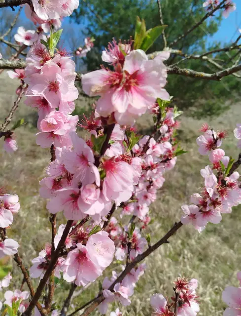 Foto: E. Rosendorf