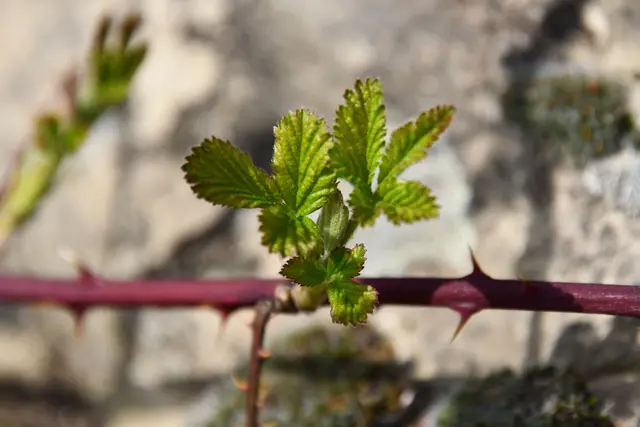 Ganz frische Triebe | Foto: JuKo