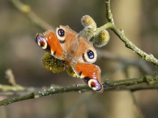 Pfauenauge auf Weide | Foto: Helmut Brehm