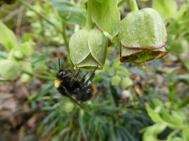 Hummel auf Nießwurz | Foto: Helmut Brehm