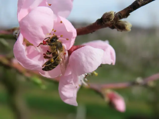 Biene an Pfirsichblüte | Foto: Helmut Brehm