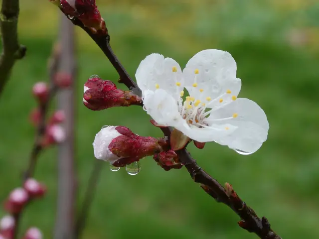 Aprikosenblüte im Regen | Foto: Helmut Brehm