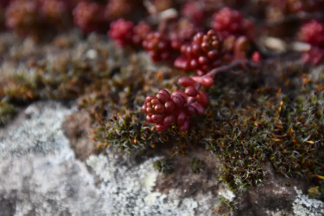 Fetthenne in einer rötlichen Färbung, aber auch Mauerpfeffer genannt | Foto: JuKo