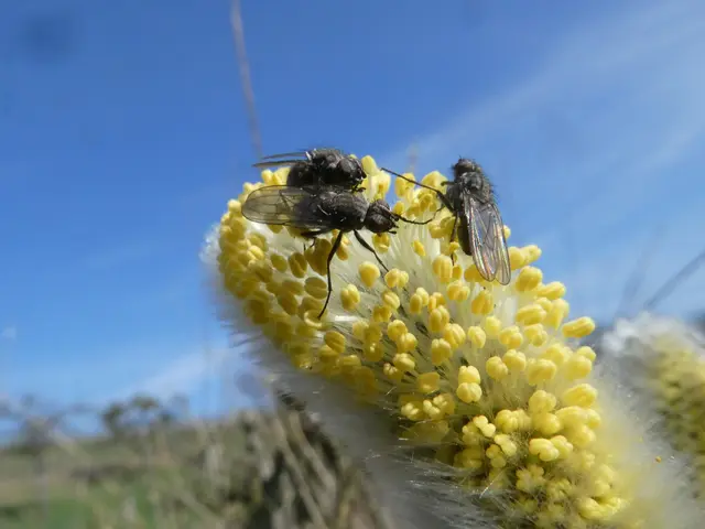 Bestäuber auf Weide | Foto: Helmut Brehm
