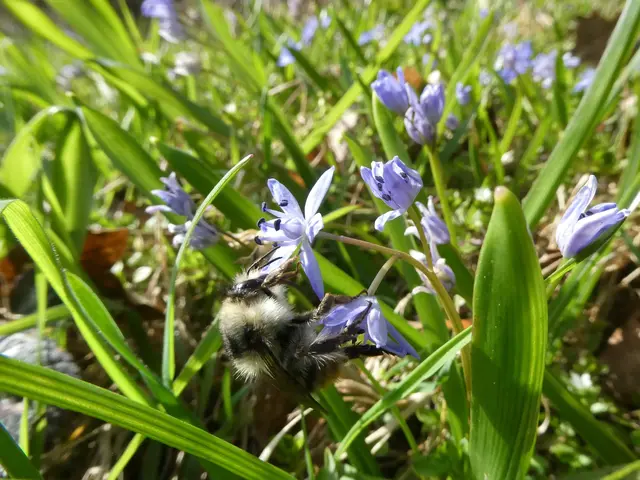 Blaustern | Foto: Helmut Brehm