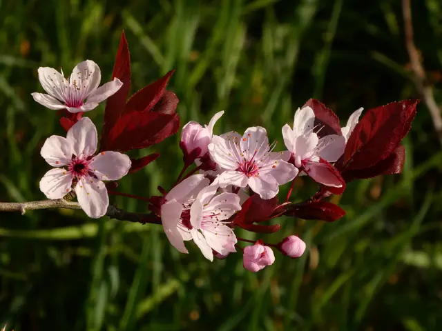 Blutpflaume | Foto: Helmut Brehm