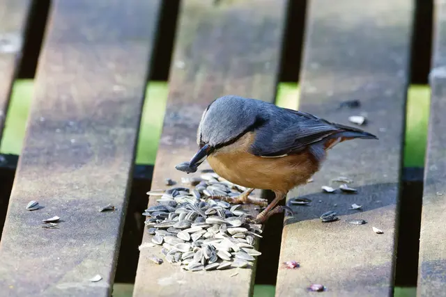... oiner geht noch noi  | Foto: WKY