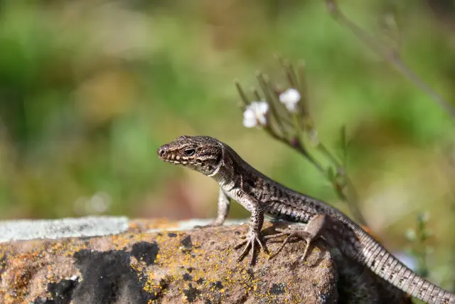 Und die Mauereidechse | Foto: JuKo