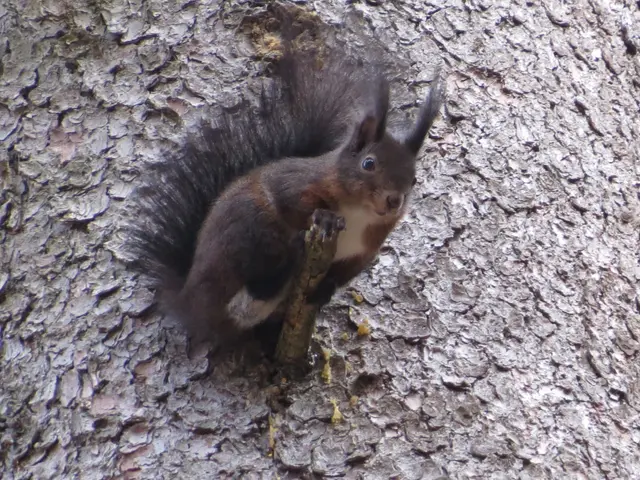 Eichhörnchen | Foto: Helmut Brehm