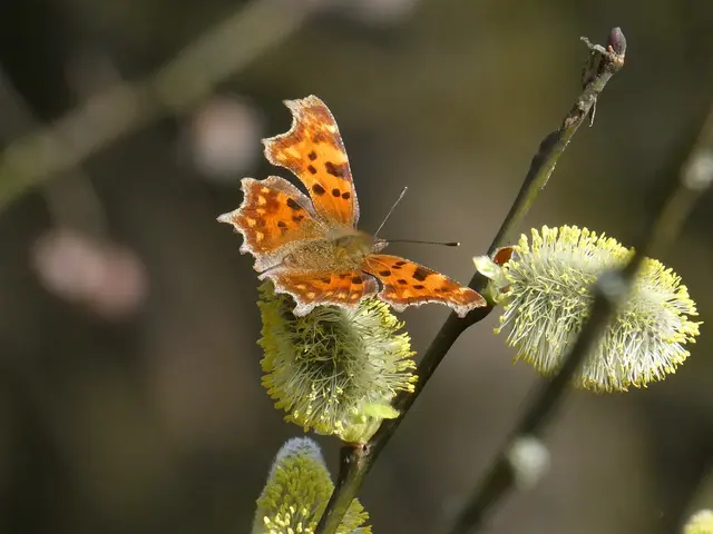 C-Falter auf Weide | Foto: Helmut Brehm
