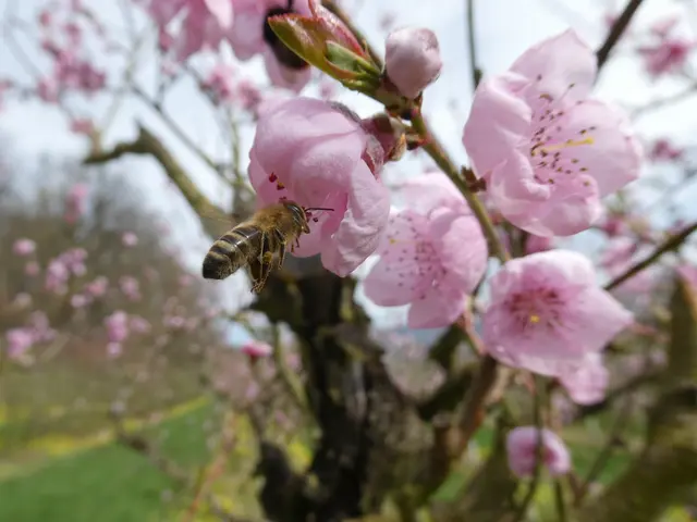 Biene im Anflug auf Pfirsichblüte | Foto: Helmut Brehm