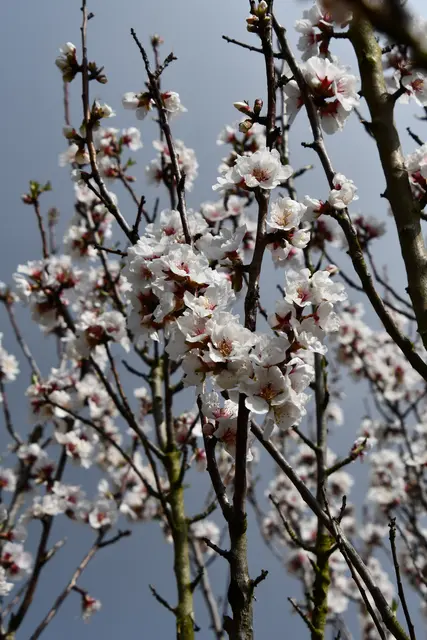 Es steht ein einzelner Baum in den Weinbergen | Foto: JuKo
