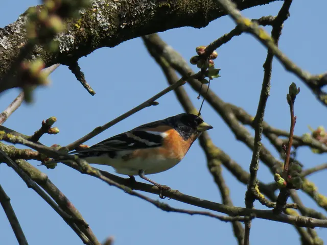 Bergfink | Foto: Helmut Brehm