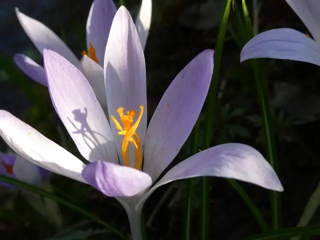 TänzerIn ? | Foto: Helmut Brehm