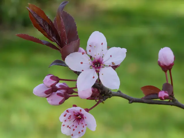 Blüten Blutpflaume  | Foto: Helmut Brehm