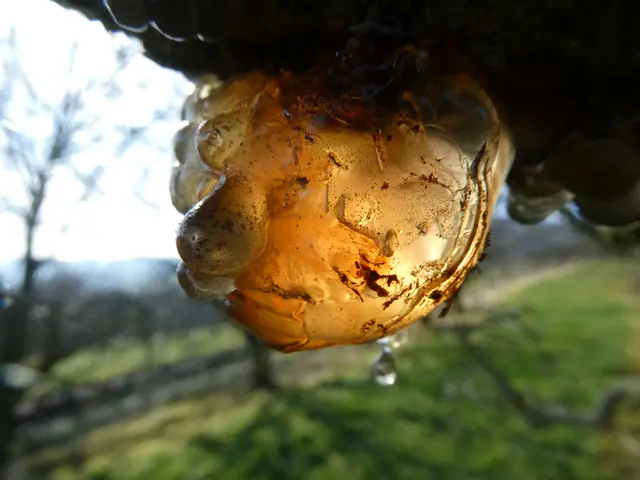 Mondgesicht / Harz | Foto: Helmut Brehm