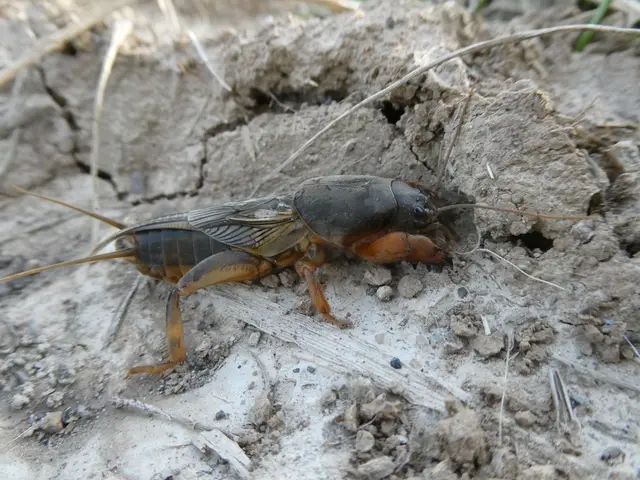 Maulwurfsgrille am Radweg | Foto: Helmut Brehm