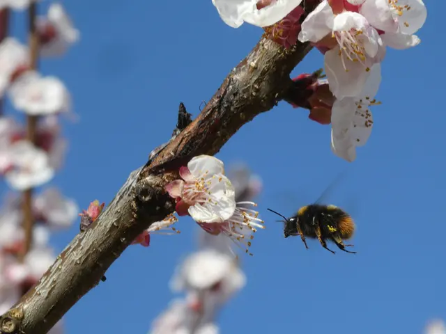 Hummel im Anflug auf Aprikosenblüten | Foto: Helmut Brehm