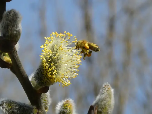 Biene im Anflug auf Weide | Foto: Helmut Brehm
