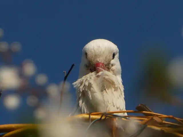 Storch in Gochsen | Foto: Helmut Brehm