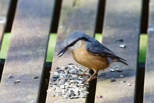 Oiner geht noch ... | Foto: WKY