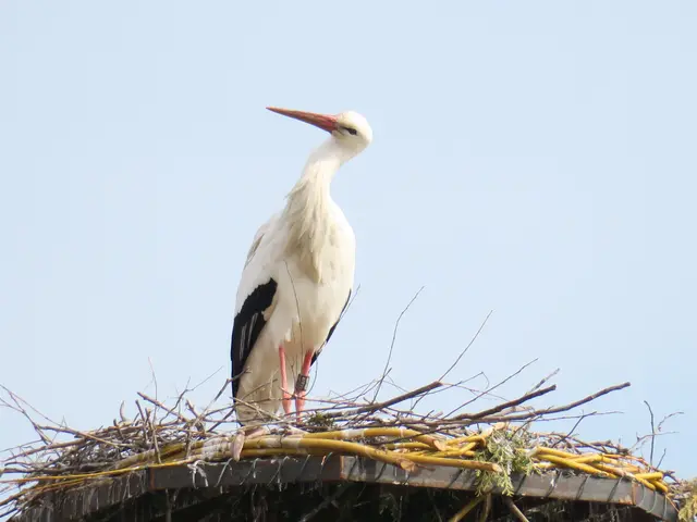 Was guckst du? | Foto: Helmut Brehm