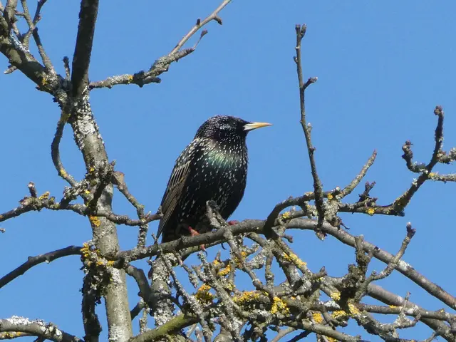 Star | Foto: Helmut Brehm