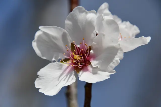 Mandelblüte | Foto: JuKo