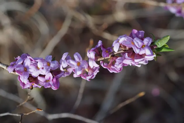 Seidelbast | Foto: Helmut Brehm