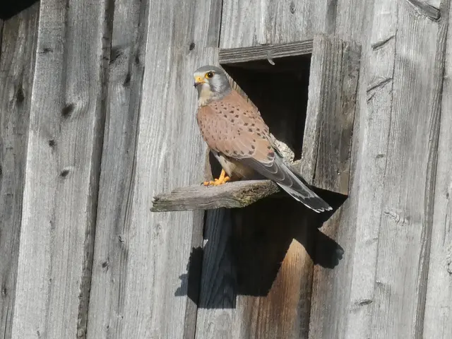 Turmfalke | Foto: Helmut Brehm