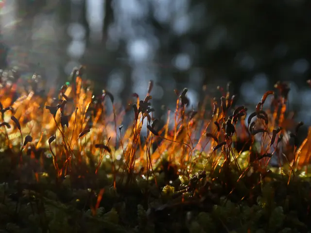 Moos im Morgenlicht | Foto: Helmut Brehm