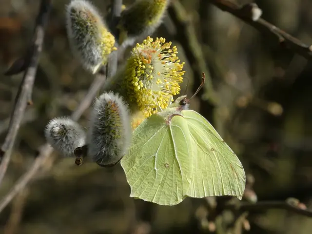 Zitronenfalter auf Weide | Foto: Helmut Brehm