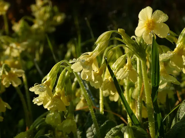 Schlüsselblumen im Regen | Foto: Helmut Brehm