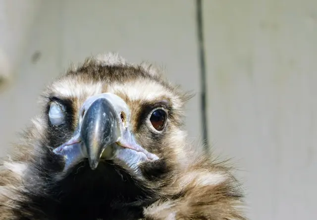 Adler haben neben den Lidern eine sogenannte Nickhaut, die bei Bedarf vor das Auge gezogen wird. Sie säubert und befeuchtet die Hornhaut. | Foto: Martina Wolf