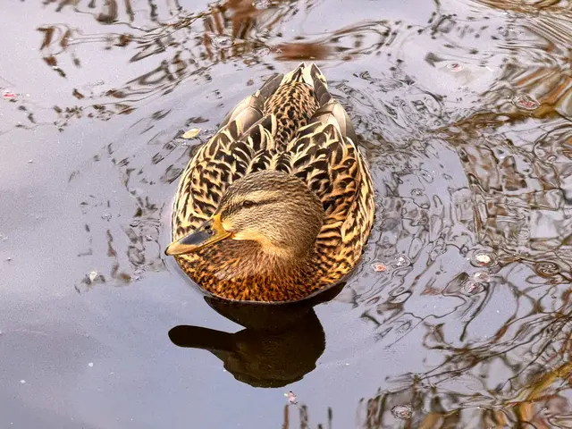 Foto: Heide Böllinger aus Bad Friedrichshall