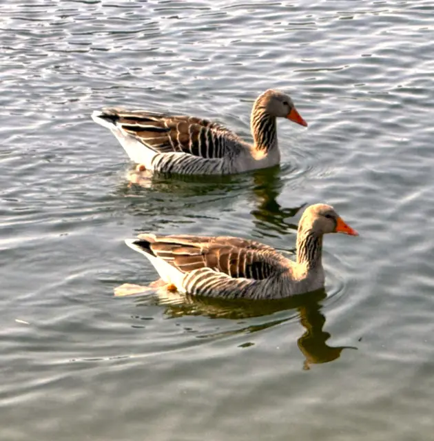 Foto: Heide Böllinger aus Bad Friedrichshall