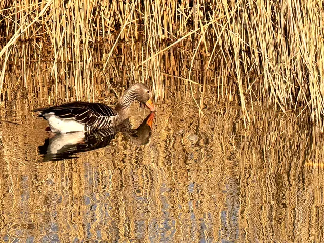 Foto: Heide Böllinger aus Bad Friedrichshall