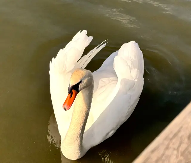 Foto: Heide Böllinger aus Bad Friedrichshall