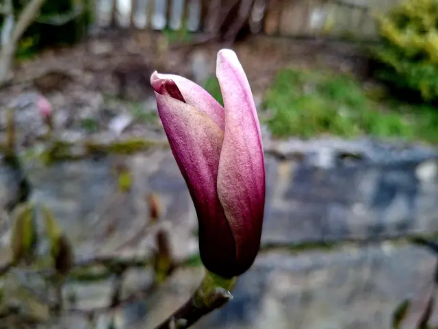 ganz zögerlich | Foto: Ralf Röser