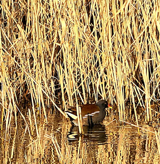 Foto: Heide Böllinger aus Bad Friedrichshall
