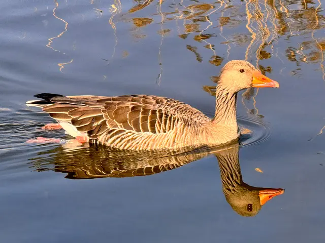 Foto: Heide Böllinger aus Bad Friedrichshall