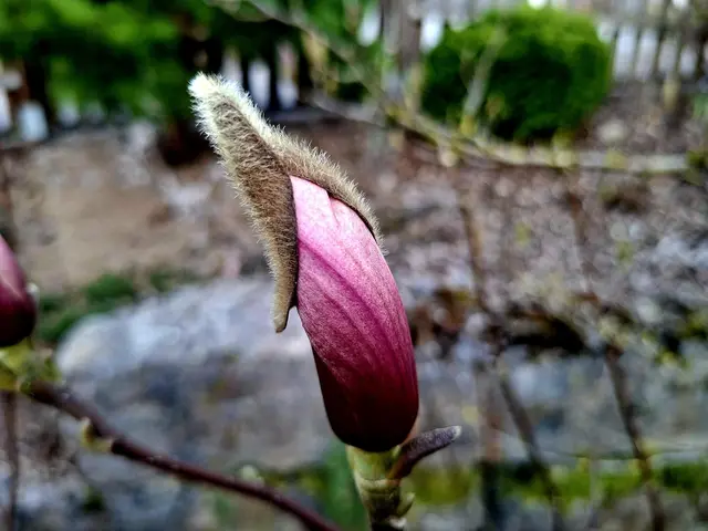 ganz zögerlich | Foto: Ralf Röser