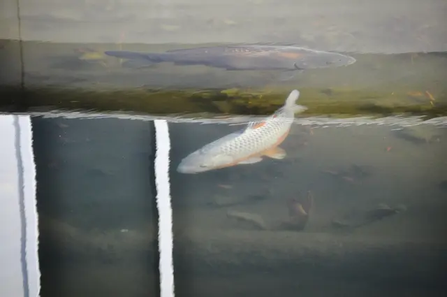 Kois und Spiegelungen am Teich | Foto: Daniela Somers