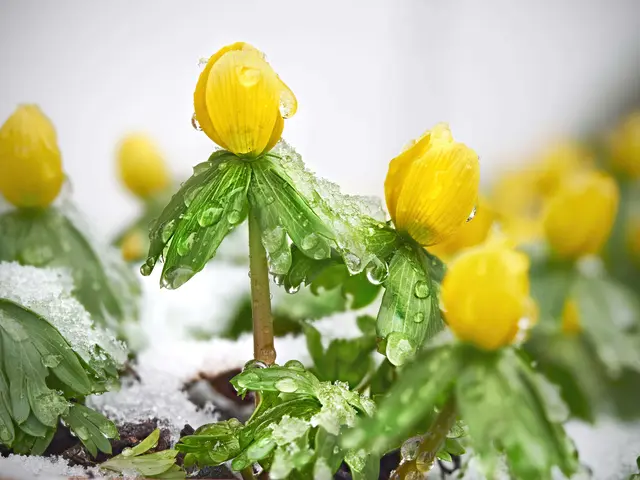 Der Winter meldet sich immer wieder zurück. | Foto: Rüdiger Reingräber