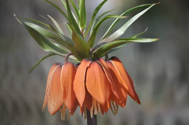 Kaiserkrone in einem Garten. | Foto: Daniela Somers