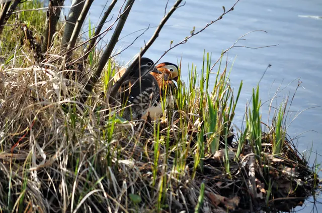 Man sieht, die Zwei gehören zusammen. | Foto: Daniela Somers