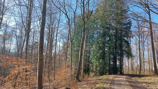 Schöner Waldweg | Foto: Elfriede Baier 