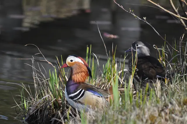 Hier ist eindeutig das Männchen das schönere Tier. | Foto: Daniela Somers