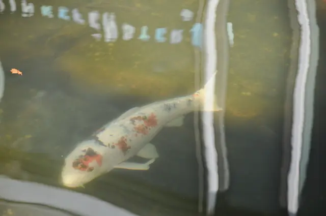 Die gespiegelte Schrift gehört zum Kindergarten der auch in diesem Gebäude ist. | Foto: Daniela Somers