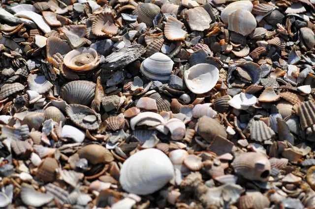 Muscheln sammeln in Untergruppenbach ist also kein Problem. | Foto: Daniela Somers